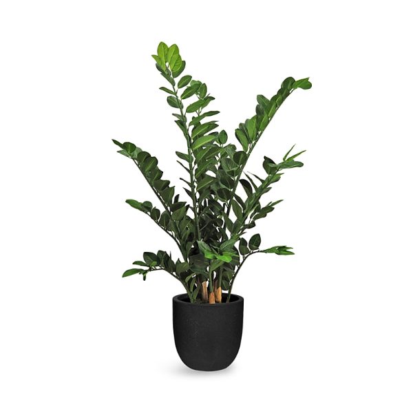 Le Present Zamioculcas Faux Plant Arrangement