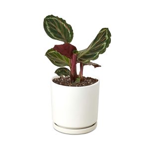 House Plant Shop Calathea Medallion Plant in White Pot