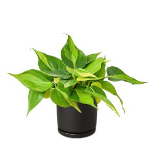 House Plant Shop Brasil Plant in Black Cylinder Pot