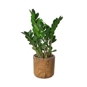 House Plant Shop Zz Plant in Fiber Pot