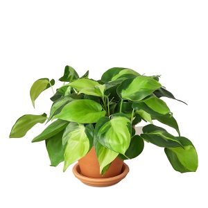 House Plant Shop Brasil Plant in Terra Cotta Pot