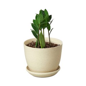 House Plant Shop Zz Plant in Brown Ceramic Pot