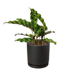 House Plant Shop Calathea Plant in Black Cylinder Pot